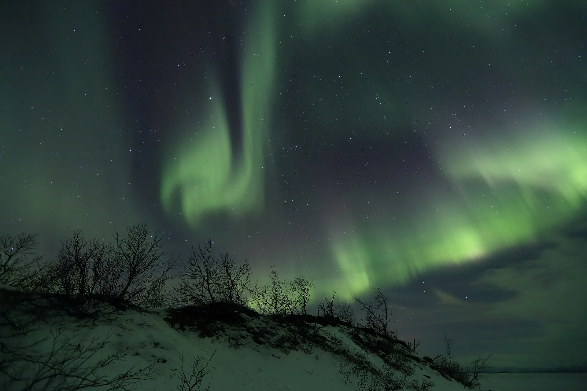 Aurora boreal verde sobre una ladera nevada con abedules cerca del lago Torneträsk, Abisko