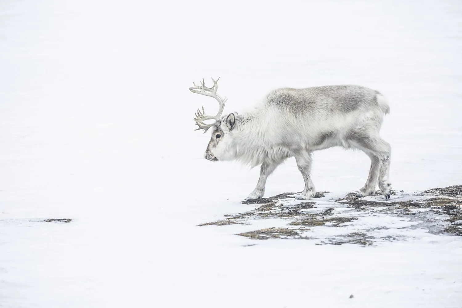 Svalbard Extreme Expedition · momento 10